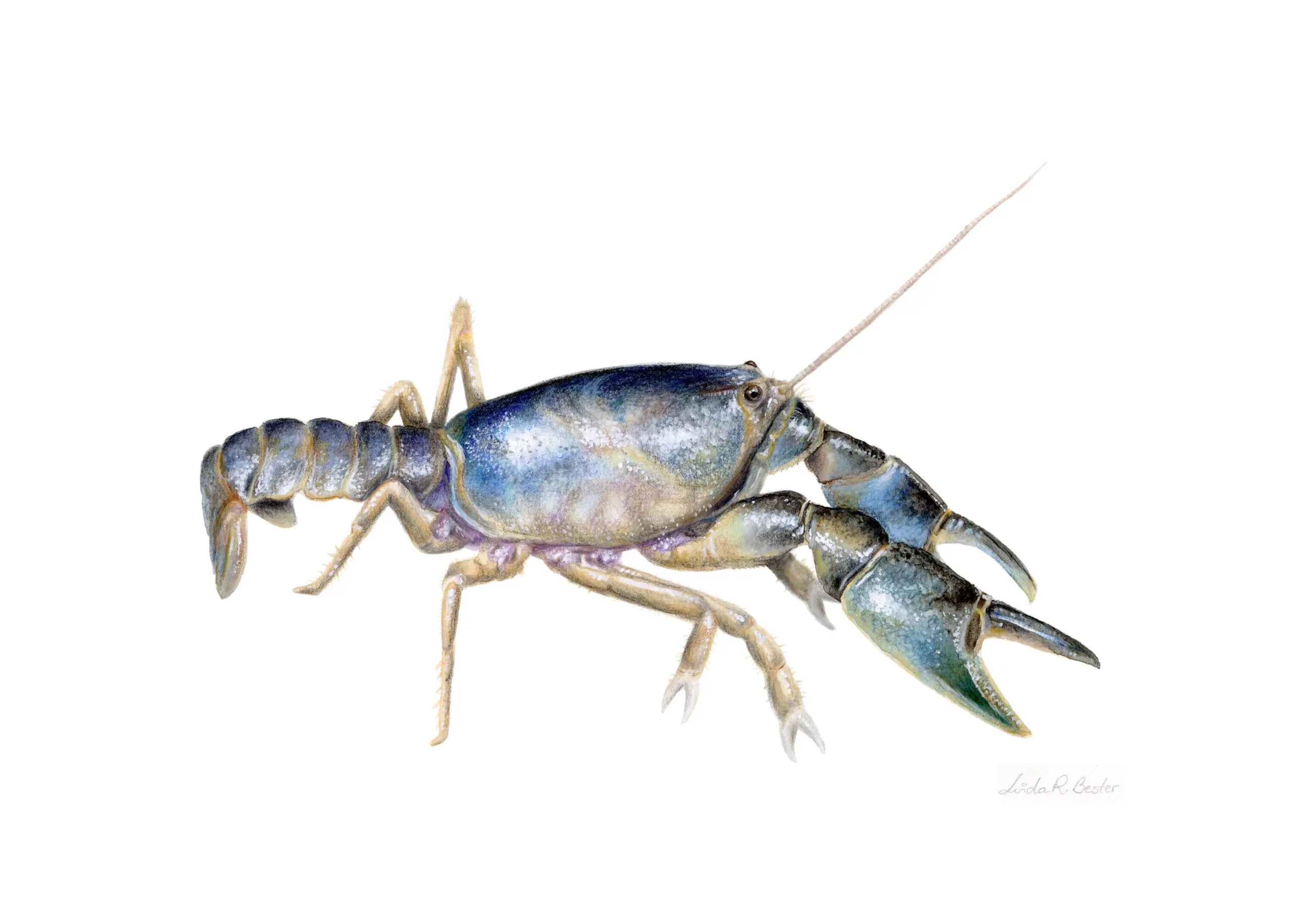 Burnie Burrowing Crayfish