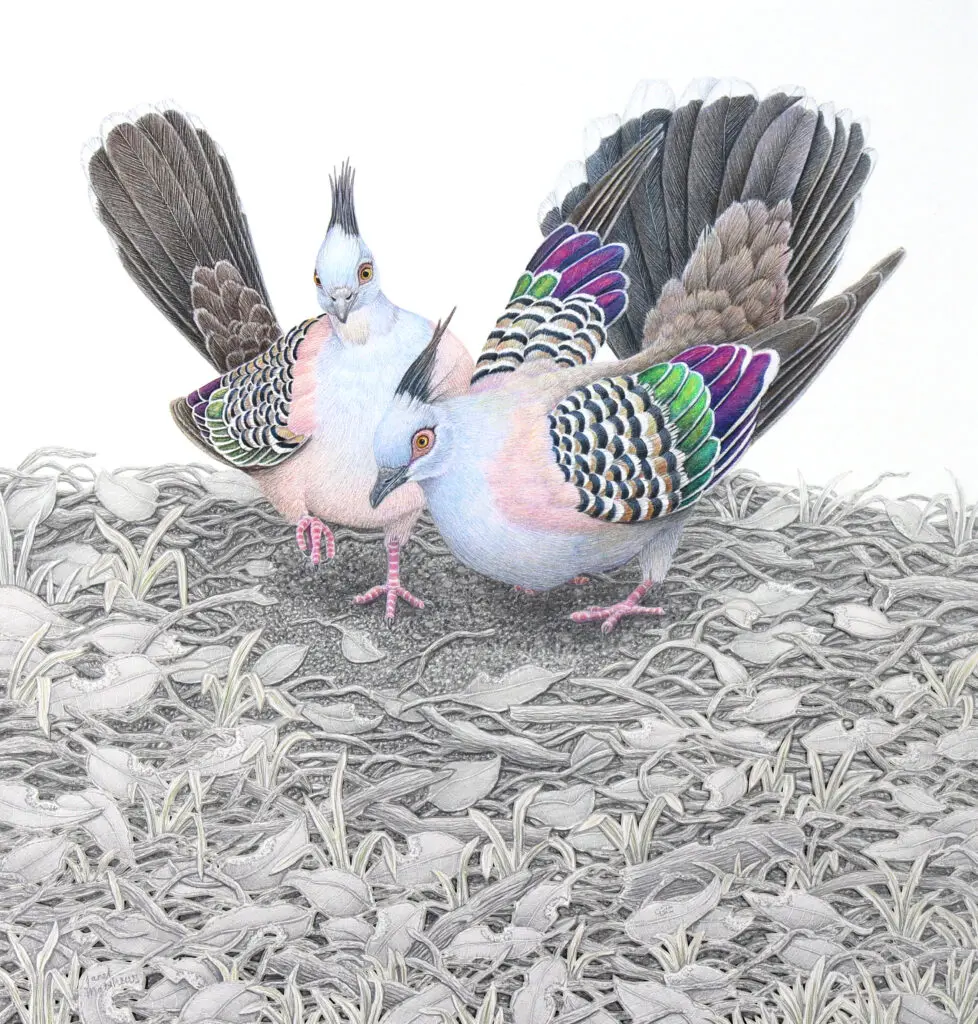 Let’s Dance – Crested Pigeons