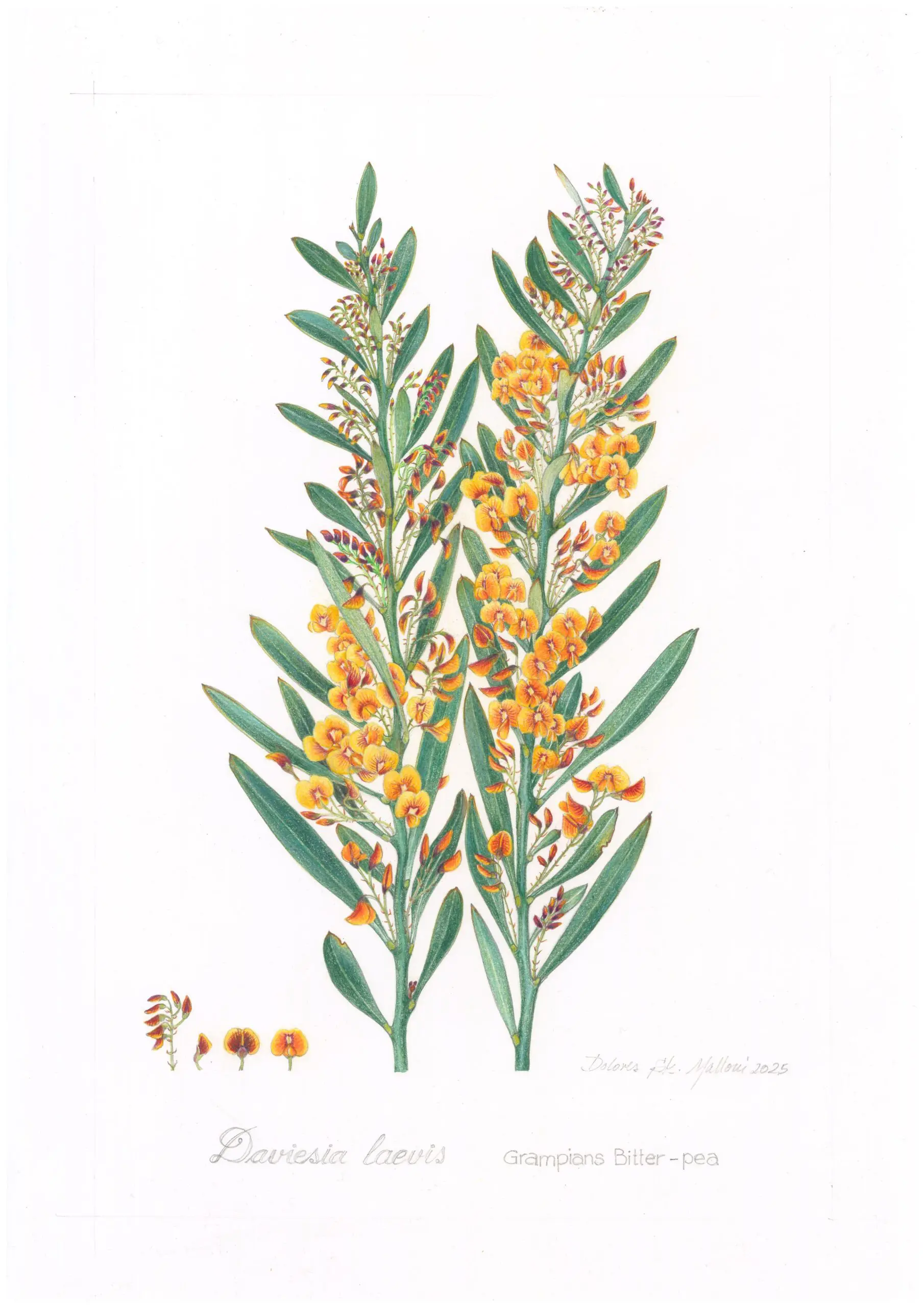 Grampians Bitter-pea