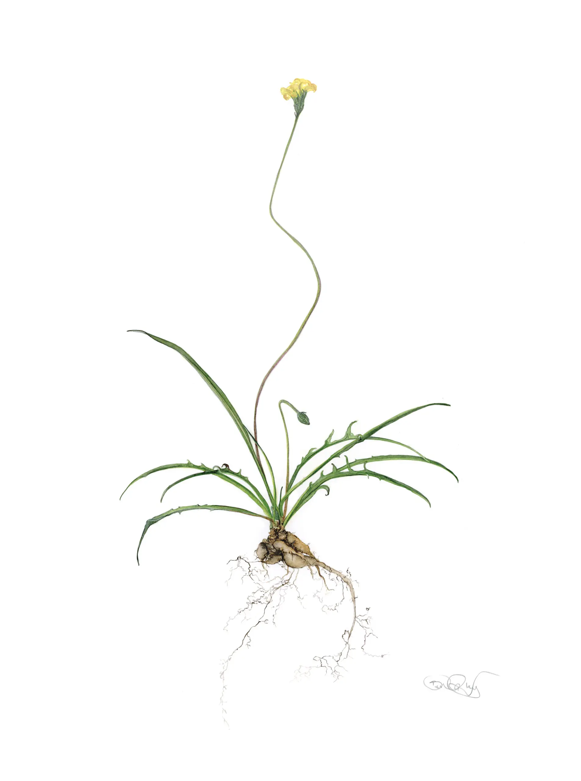 Yam Daisy-Time Beneath the Bloom