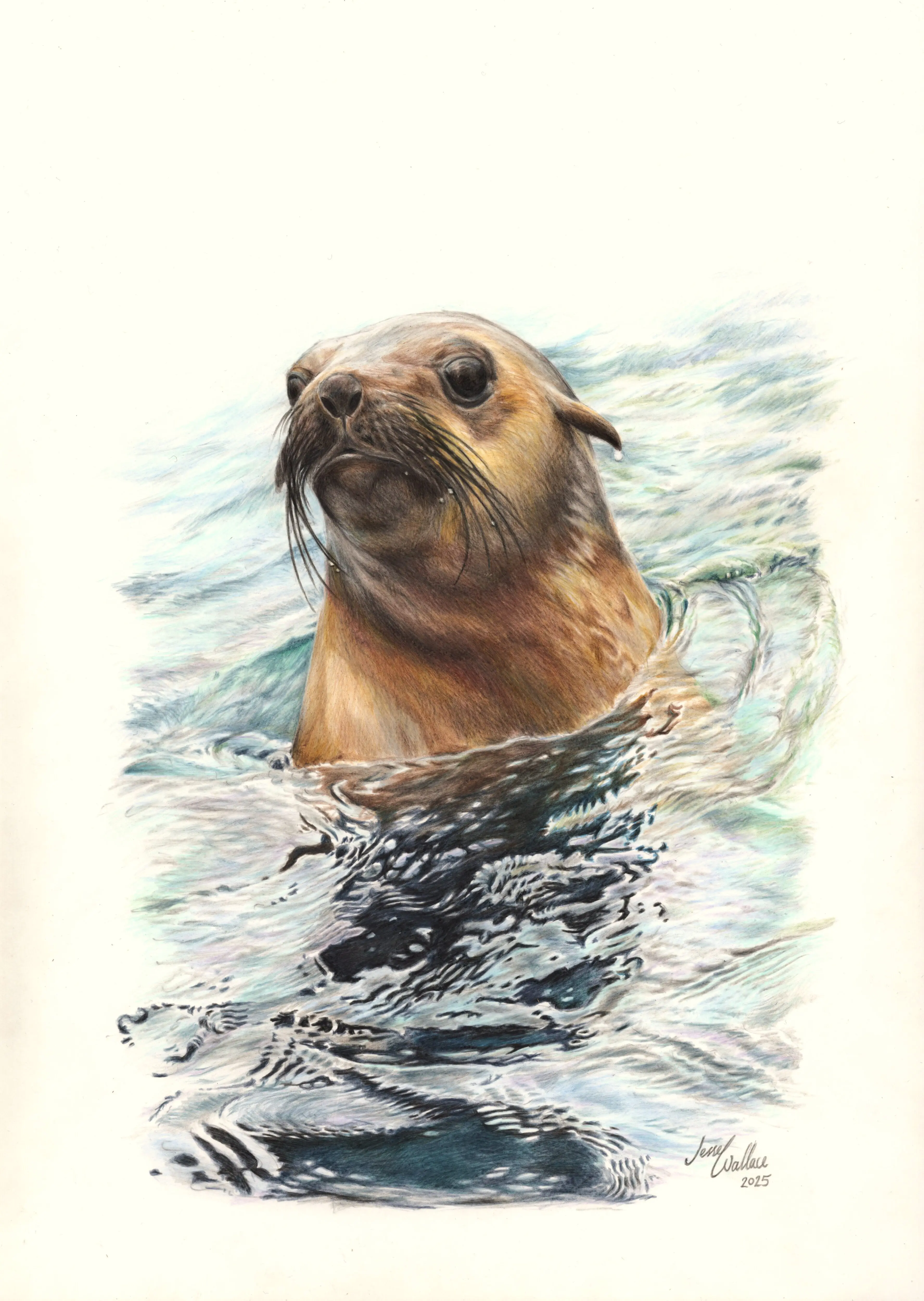 Peekaboo – Australian Fur Seal