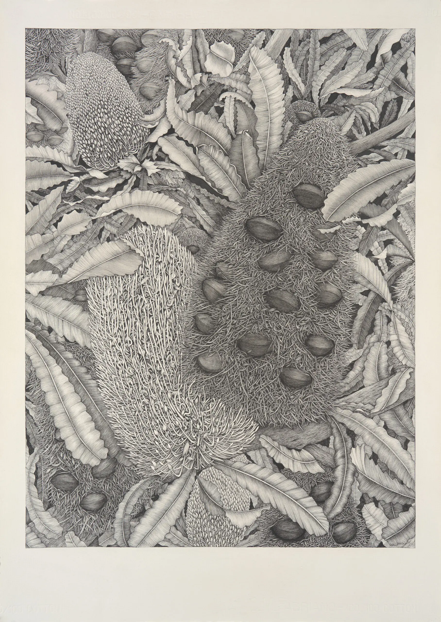 Banksia Serrata: Old Man Banksia