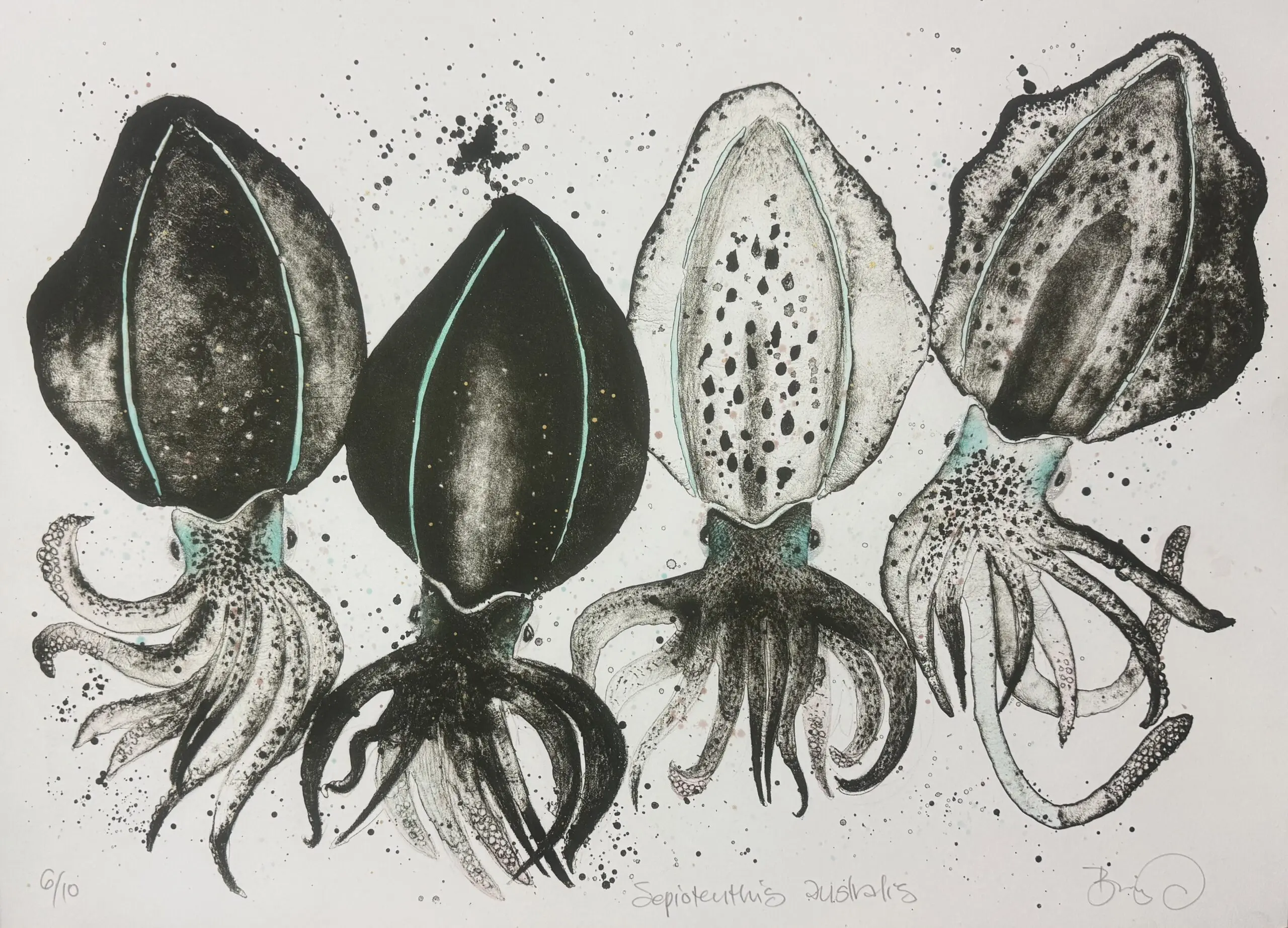 Sepioteuthis Australis